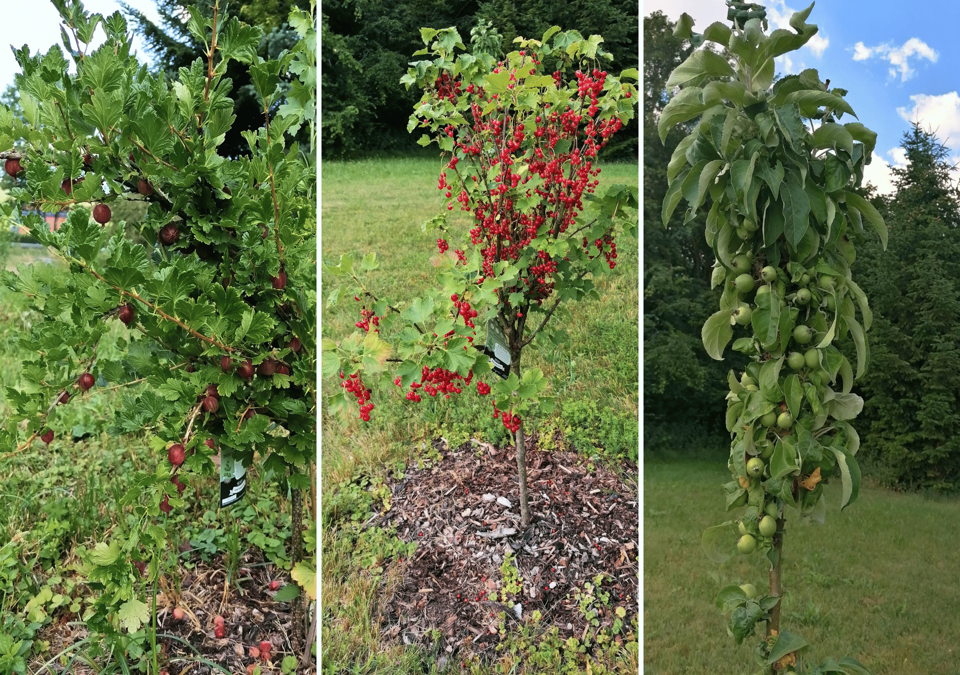 Die von den Beschäftigten gepflegten Obststräucher und Bäume bei INTAR tragen ihre ersten Früchte.